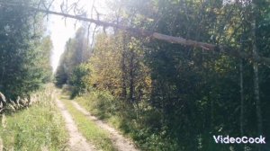 День рождения, бобры и воздушные лесорубы!