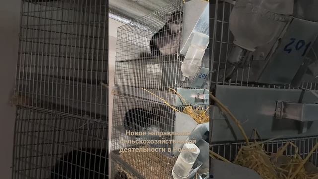 Новый сельскохозяйственный бизнес смотреть онлайн