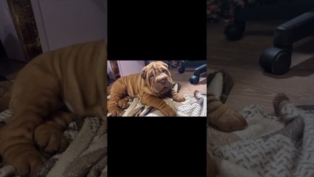 Карточка видео