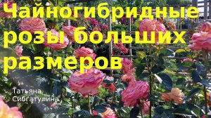 Большие чайногибридные розы