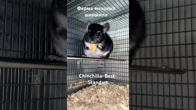 Сельское хозяйство смотреть онлайн