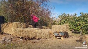 Закупила