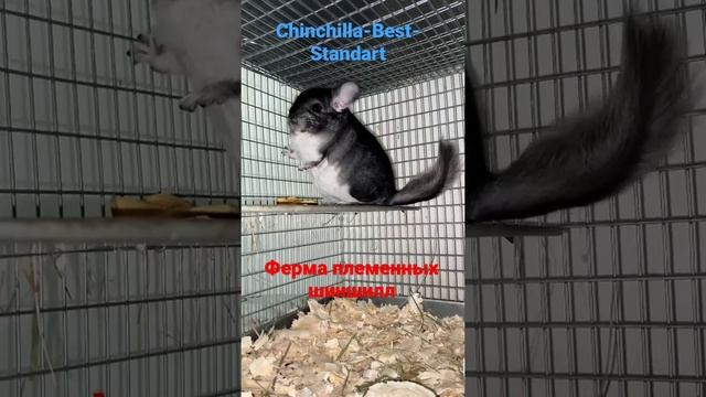 Шиншилловая ферма смотреть онлайн