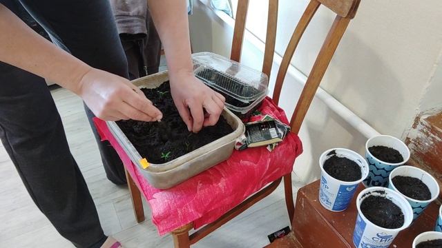 Секаторы теперь новые/посеяла помидоры и цветы/таки да,чеснок почистился отлично! смотреть онлайн