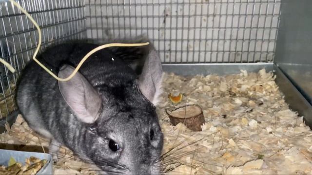 МЕХОВЫЕ ШИНШИЛЛЫ ВЫГЛЯДЯТ ТОЛЬКО ТАК | ШИНШИЛЛОВАЯ ФЕРМА | ФЕРМА смотреть онлайн