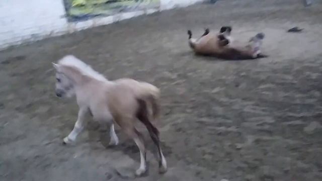 Кнопка и Крем веселятся! КСЦ Каприоль смотреть онлайн