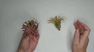 Тилландсия атмосферная. Уход и примеры размещения