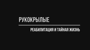Рукокрылые. Реабилитация и тайная жизнь.