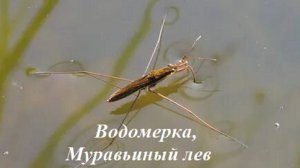 Интересные факты - Водомерка, Муравьиный лев