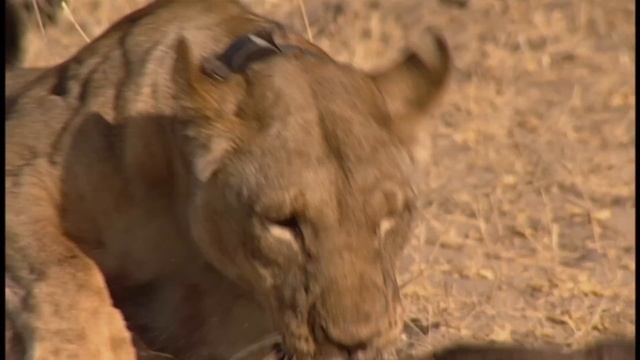 Deadly Lion Pride Use Advanced Hunting Techniques To Capture Prey | Lions Behaving Badly | Real Wil смотреть онлайн