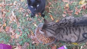 Васятка и Муха - мои друзья из Петергофа, обитатели царской конюшни