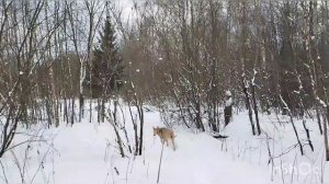 Белый ворон - Drummatix