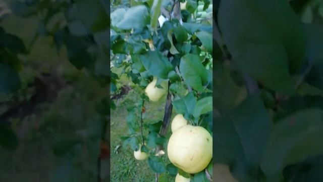 Дача матушки сентябрь 24г,Ямм.