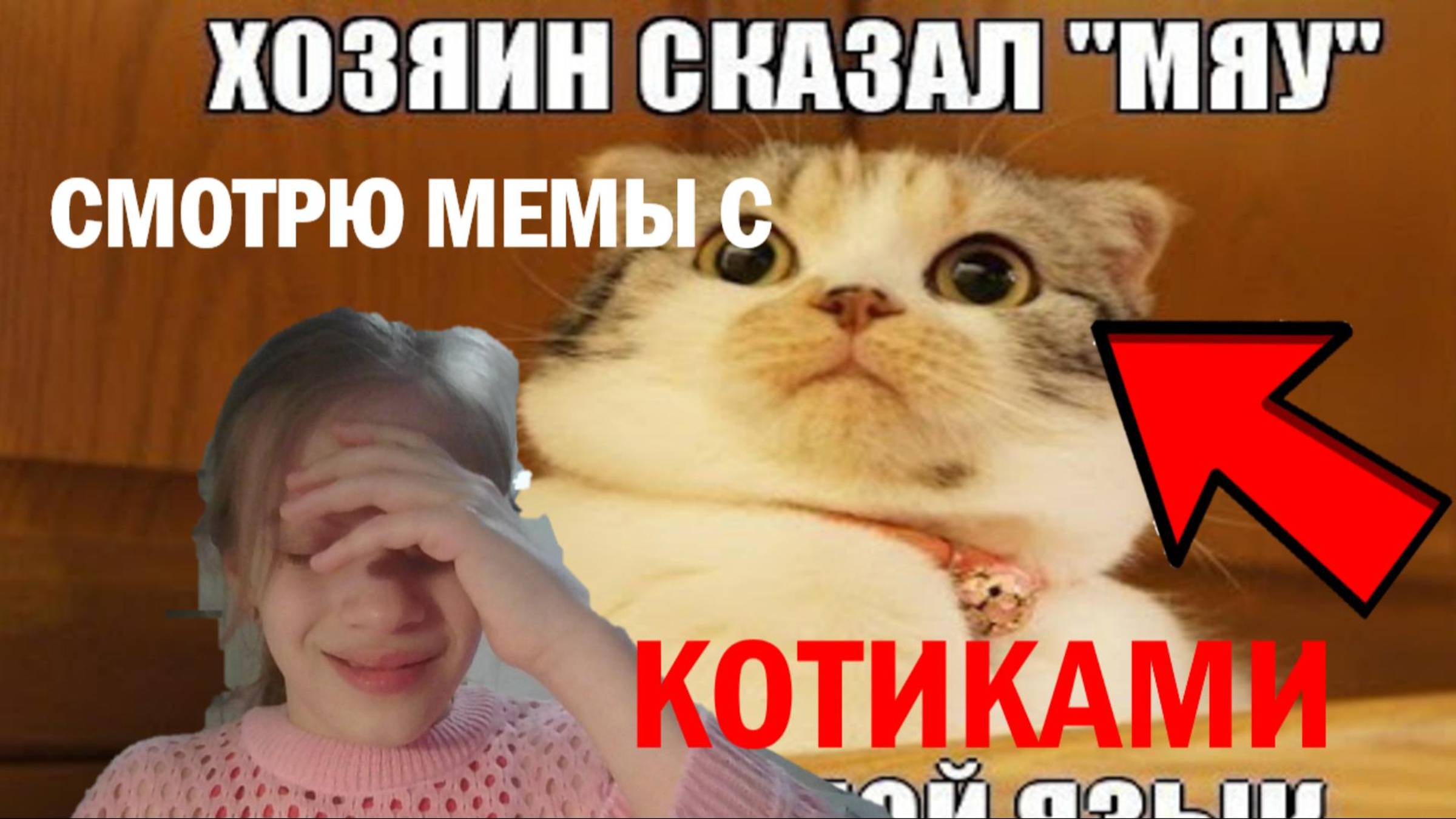 СМОТРЮ смешные ВИДЕО с КОТИКАМИ | шашки по жизни смотреть онлайн