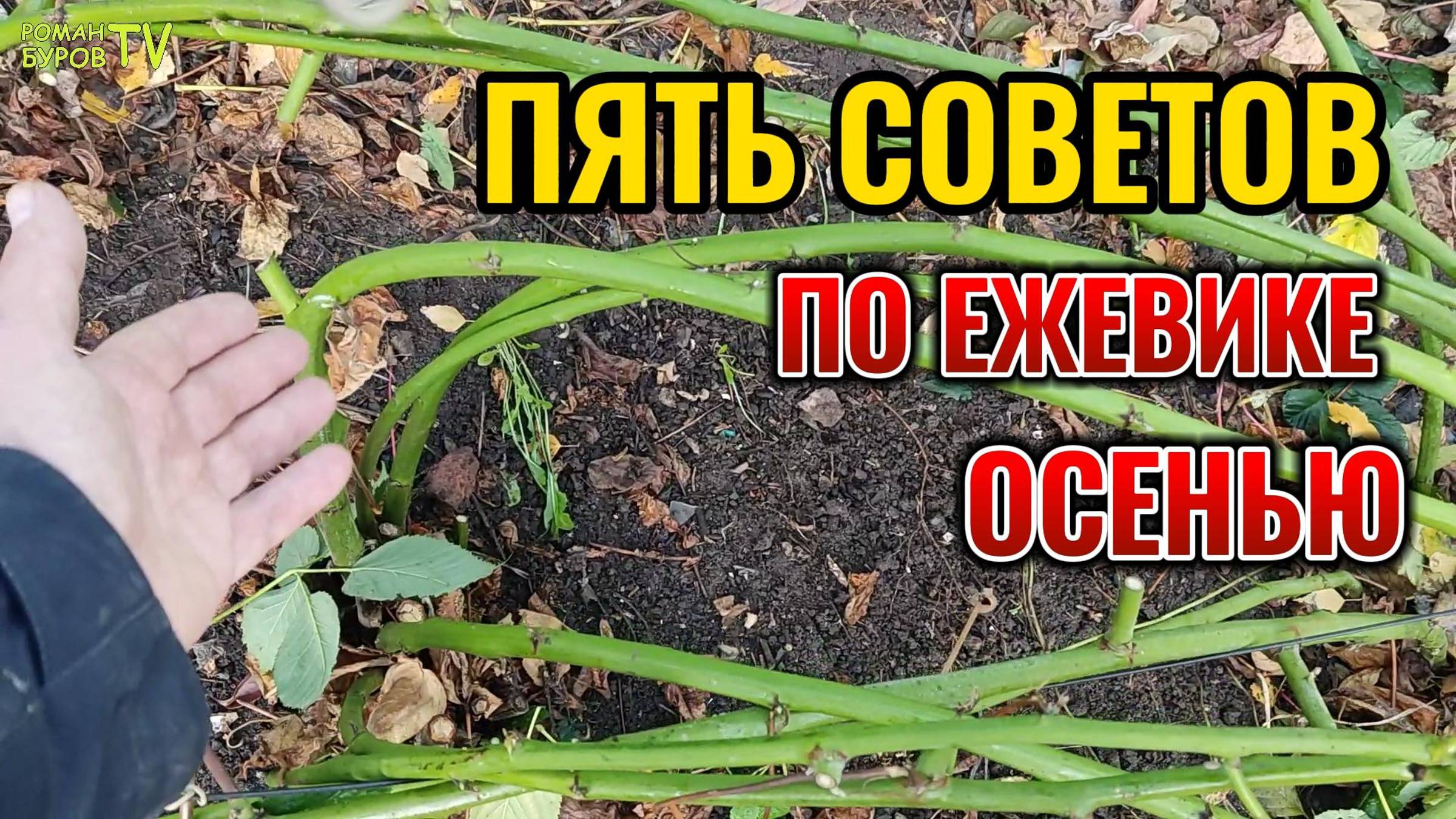 ⚡ НЕ ВОЗМОЖНО МОЛЧАТЬ Пять советов по выращиванию ЕЖЕВИКИ🍇 осенью для сохранения урожая летом 🔥