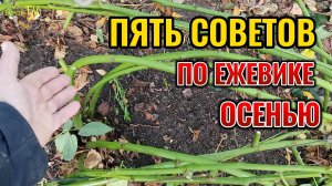 ⚡ НЕ ВОЗМОЖНО МОЛЧАТЬ Пять советов по выращиванию ЕЖЕВИКИ🍇 осенью для сохранения урожая летом 🔥