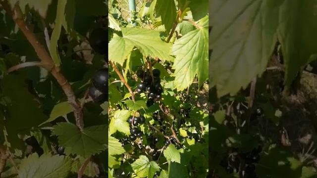 Немного про сбор ягод.