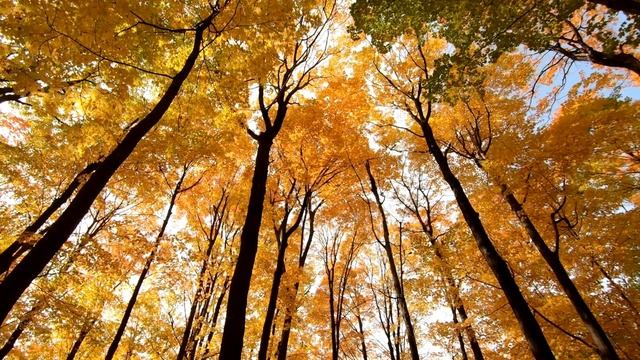 Людвиг ван Бетховен. смотреть онлайн