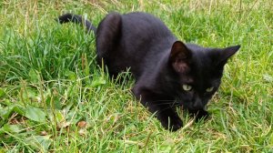 Говорящий кот