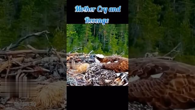 Mother cry and revenge смотреть онлайн