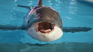 Welcome to coming on orca vore