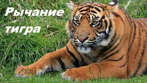 Рычание тигра. Тигр рычит. Звуки природы