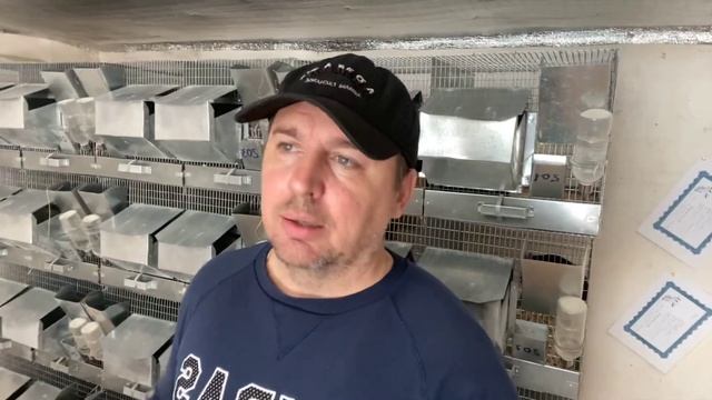 КУДА СДАВАТЬ ШИНШИЛЛ 2 | КАК ПРОДАВАТЬ ШИНШИЛЛ | СЕЛЬСКОЕ ХОЗЯЙСТВО