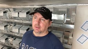 КУДА СДАВАТЬ ШИНШИЛЛ 2 | КАК ПРОДАВАТЬ ШИНШИЛЛ | СЕЛЬСКОЕ ХОЗЯЙСТВО