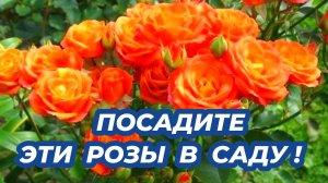 Эти розы должны быть в каждом саду, о них мечтают многие садоводы. Посадите эти розы - не пожалеете