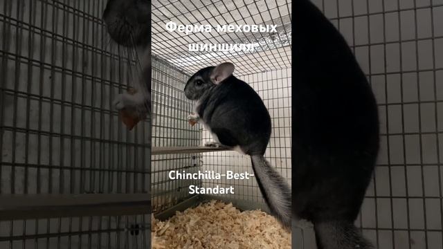 Бизнес на шиншиллах смотреть онлайн