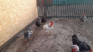 Содержание курей