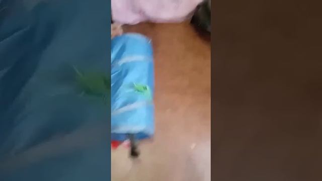 Риша Бакун - Молодуха Грейси ищет дом!