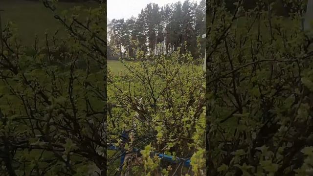 Изгоняю сырость на апрельском тепле.