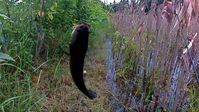 Test Joran Super Lentur & Kuat!! Langsung Amiss!! Kaizen Saitama XUL 1-4 Lbs!! #VlogCast13 смотреть онлайн