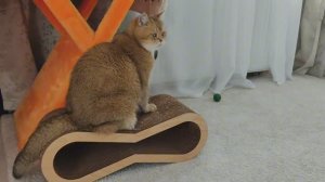Очаровательный шотландский кот играет на новой когтеточке😻🥰