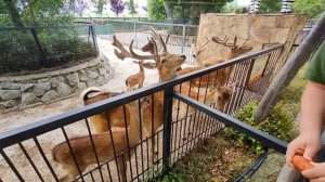 ТАЙГАН. СЁМА ПОКАЖИ ГДЕ У ТЕБЯ ДУПЛО. ШИМПАНЗЕ СЁМА. ПАРК ЛЬВОВ ТАЙГАН. (2ч).