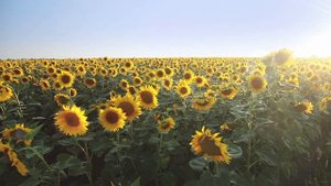 Культиватор - Ошибки агрономов _ Как получить высокий урожай