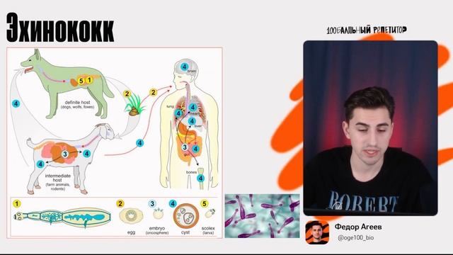Жизненные циклы паразитических червей | ОГЭ по биологии | 100балльный смотреть онлайн