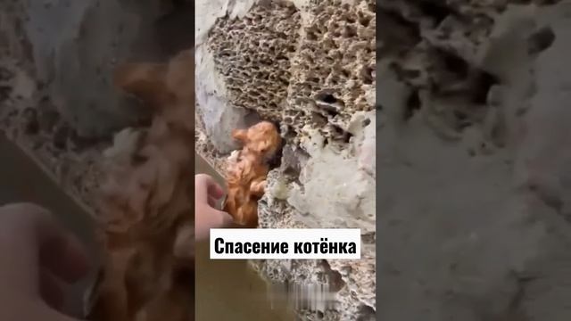 спасение котёнка в Херсоне смотреть онлайн