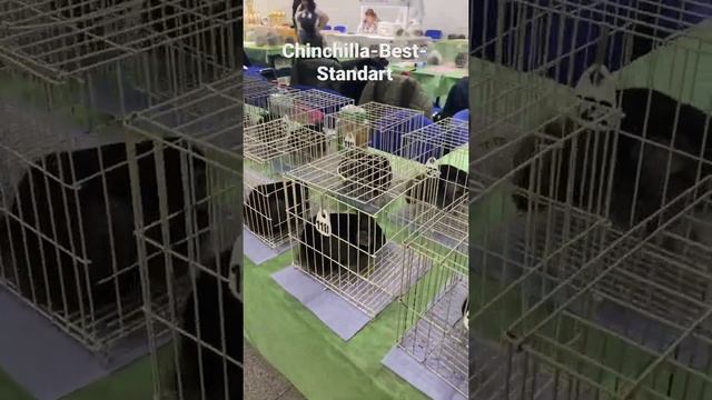 Выставка шиншилл в Москве | Сельское хозяйство смотреть онлайн