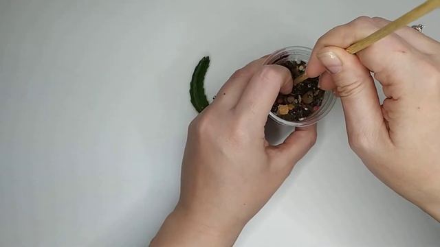 Размножение стапелии черенками