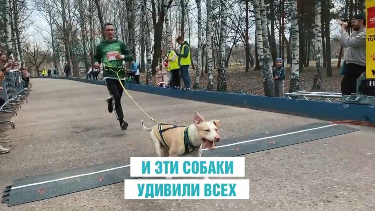 Забег верности