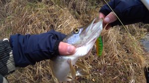 Закрытие сезона 2024! Рыбалка на воблеры! Река Вая!