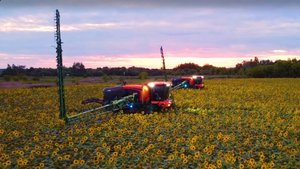 СТАРА_ПОДСОЛНЕЧНИК_03