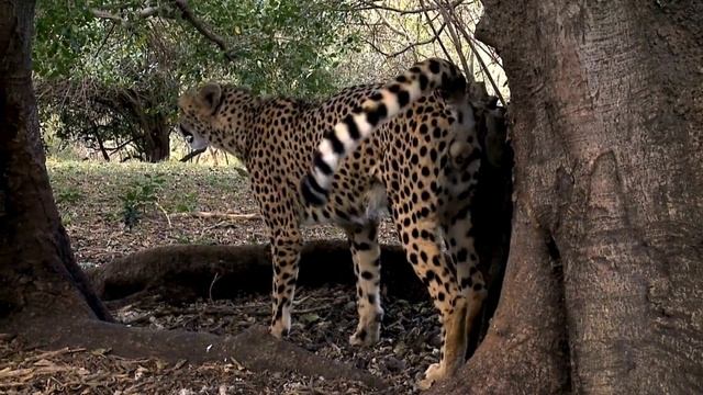 The Spectacular Cheetah: Fastest Land Animal on Earth смотреть онлайн