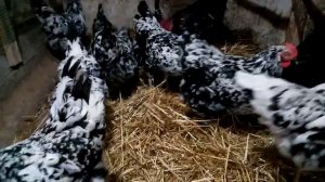 Ливенским шесть месяцев!!! Куры мясо-яичного напавления.