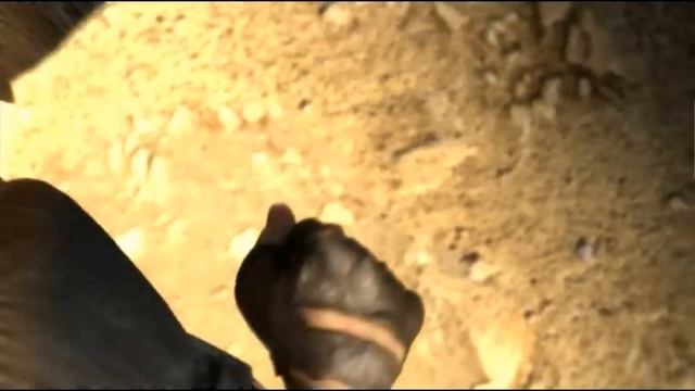 S.T.A.L.K.E.R. зона поражения 1 смотреть онлайн