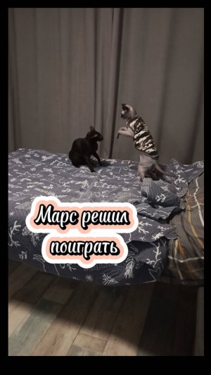 Чудо, Марс решил поиграть