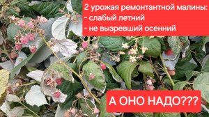 Ремантантная малина в Подмосковье - манна небесная или бочка мёда с ложкой дёгтя
