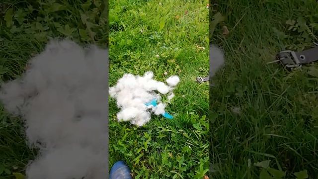 Почесал собаку.... на свитер.